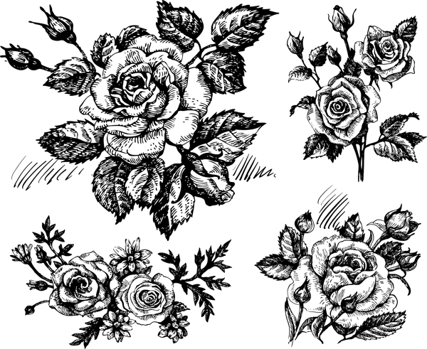 素描手绘黑白玫瑰花插画