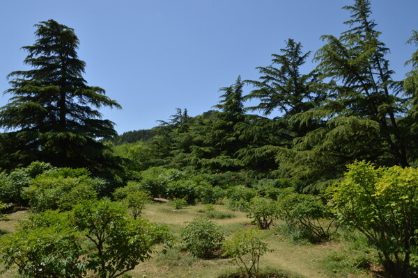 植物园美景