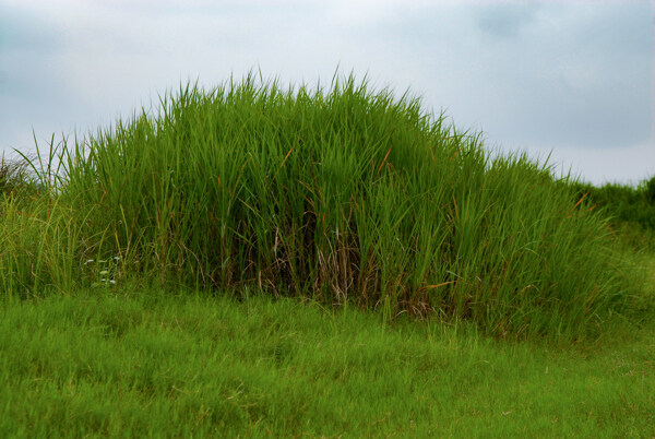 府河湿地上的芦苇丛