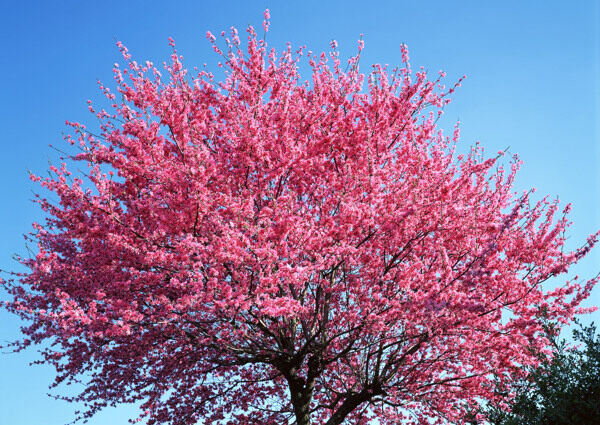 茂盛的桃花树图片