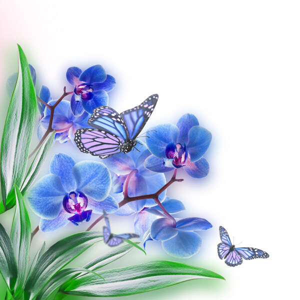 美丽的蝴蝶恋花朵图片