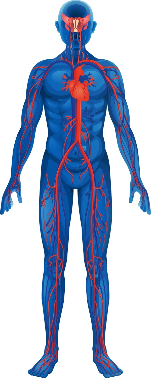 人体动脉