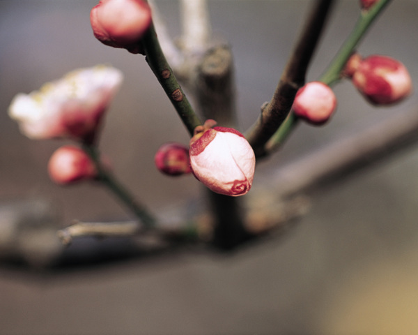 春暖花开