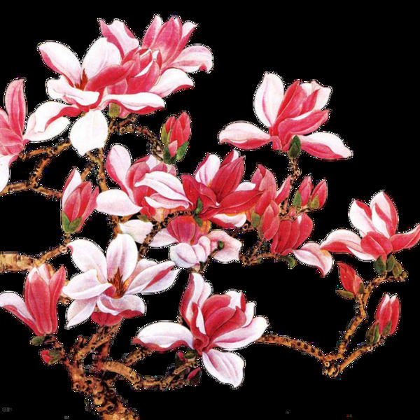 古典中国风手绘花朵装饰元素