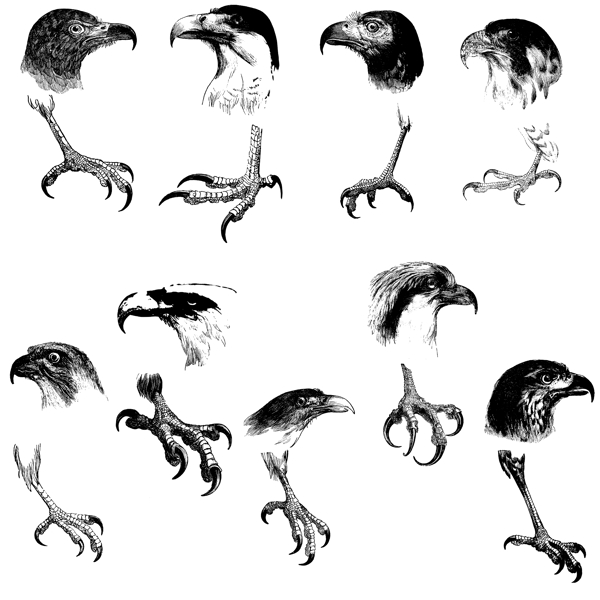鸟类欧美古典线条矢量素材