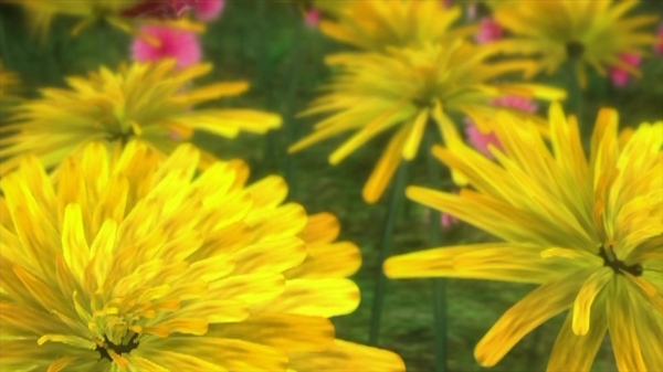 黄色菊花视频素材