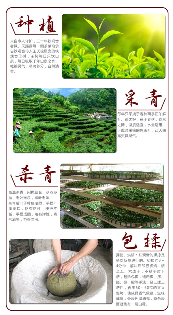 制茶工艺图片