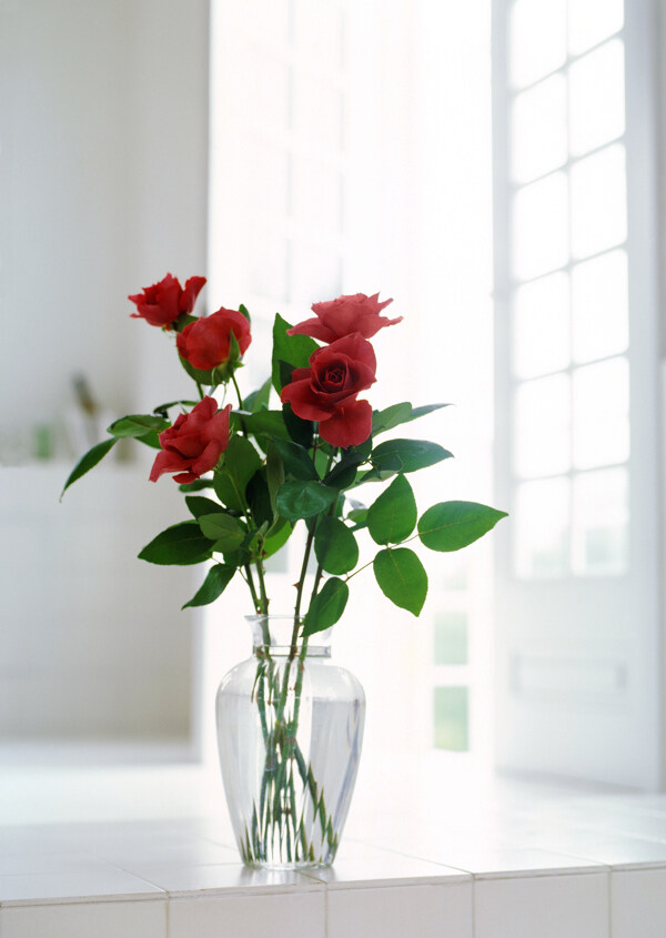 窗台上的红玫瑰图片