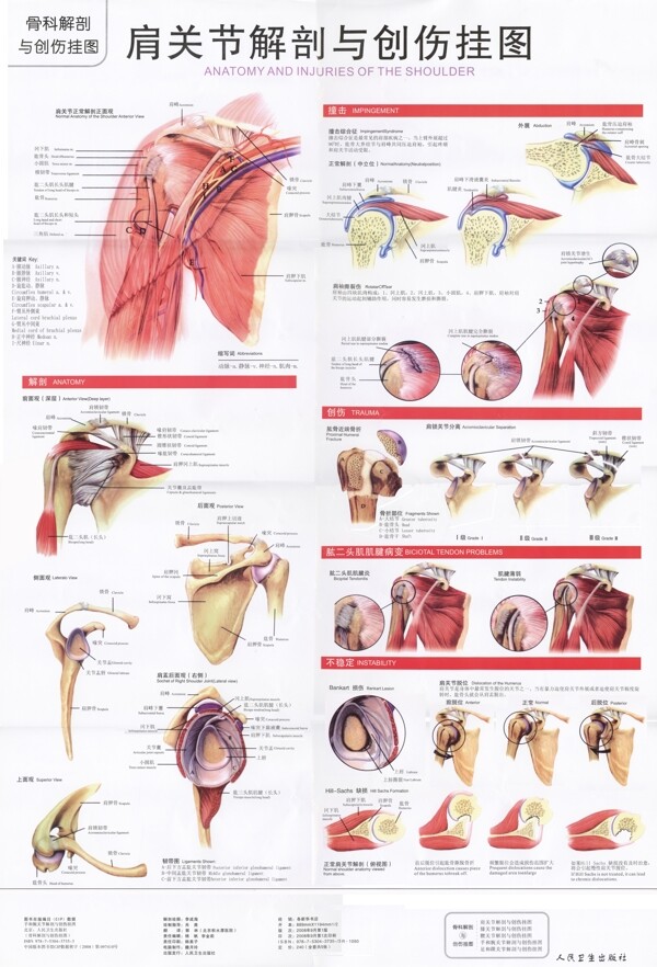 肩关节解剖图