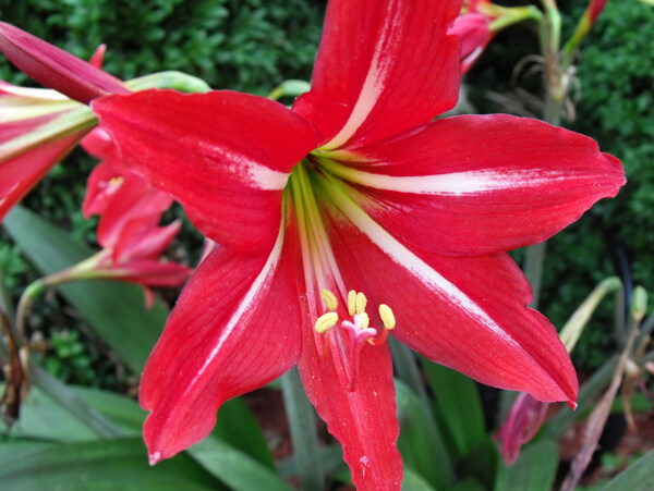 位图植物摄影写实花卉花朵百合免费素材