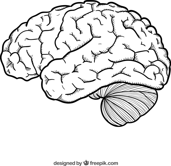 手工绘制的大脑