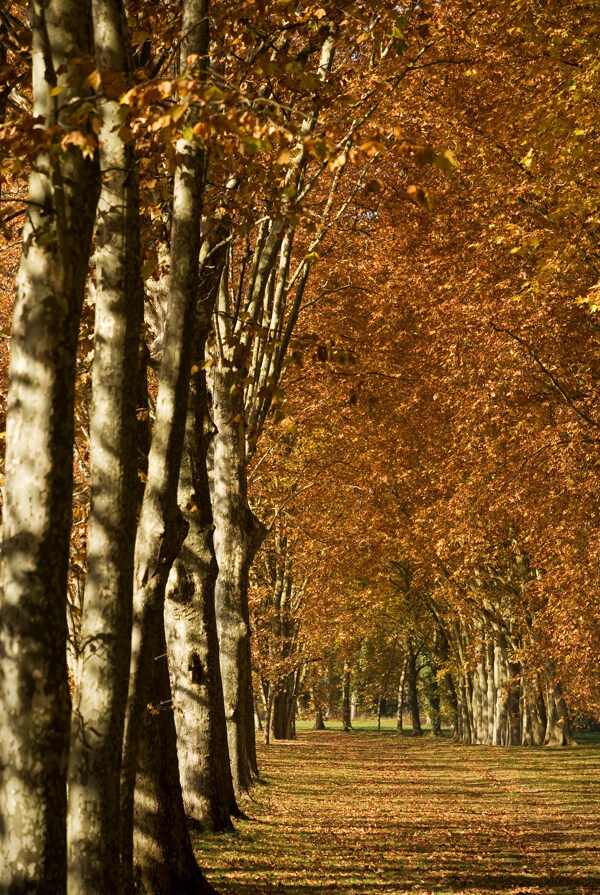 秋日法国梧桐树图片素材