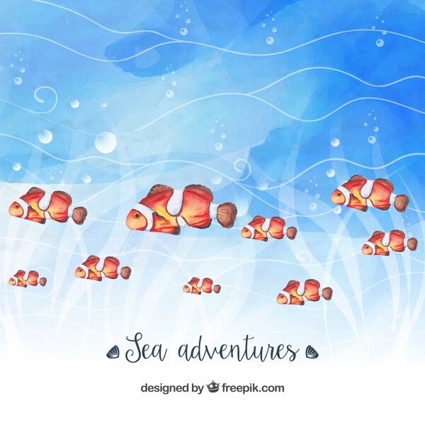 彩绘海底小丑鱼群