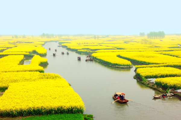 水乡油菜花