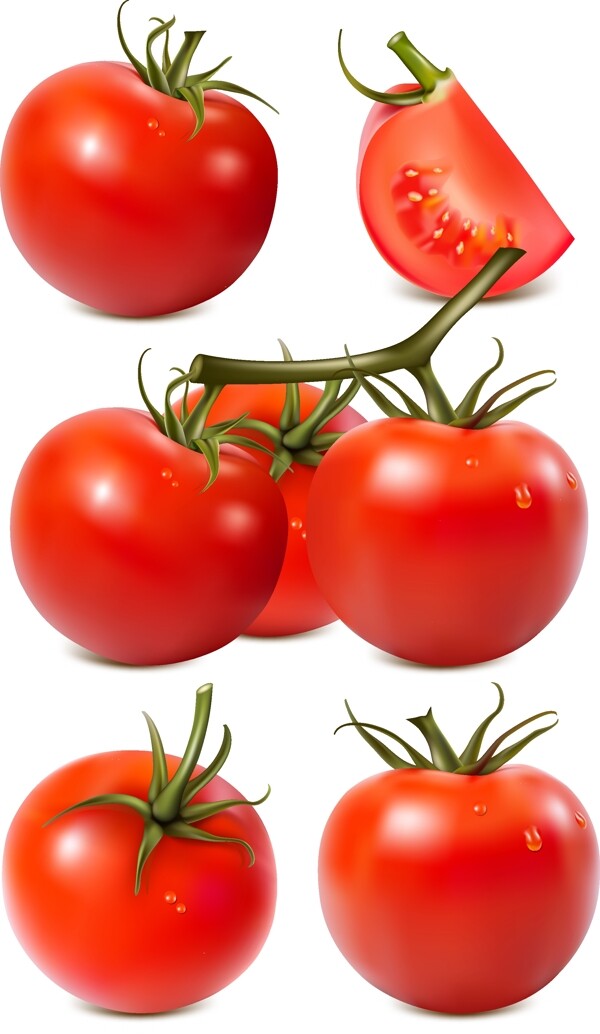 新鲜西红柿矢量素材
