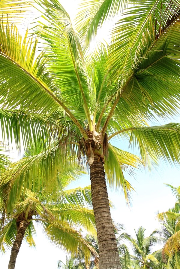 椰树摄影图片