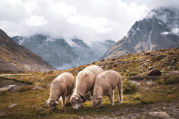 冬季草地上的绵羊图片