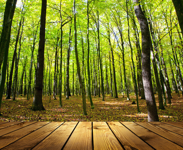 树林景色木板