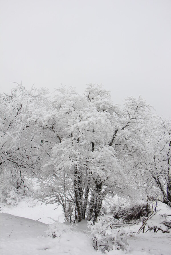 雪景图片