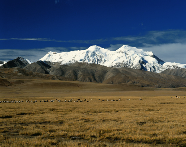 美丽的草原雪山远景图片图片
