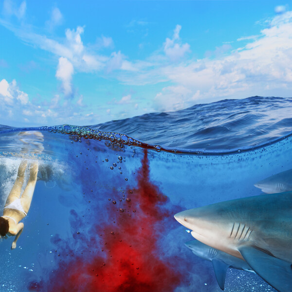 潜泳大白鲨图片