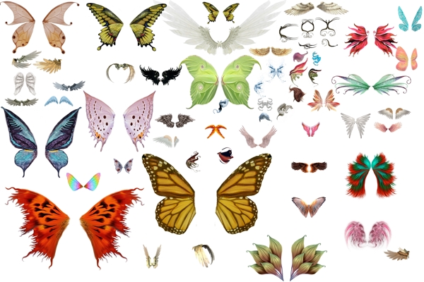 各种昆虫的翅膀素材图片