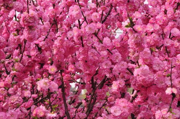春天桃花鲜花开花图片