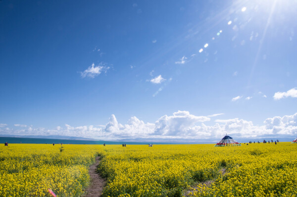 青海湖油菜花图片