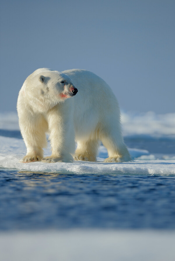 站在冰面上的北极熊