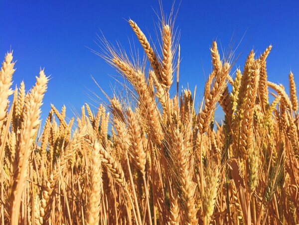 小麦蓝天图片