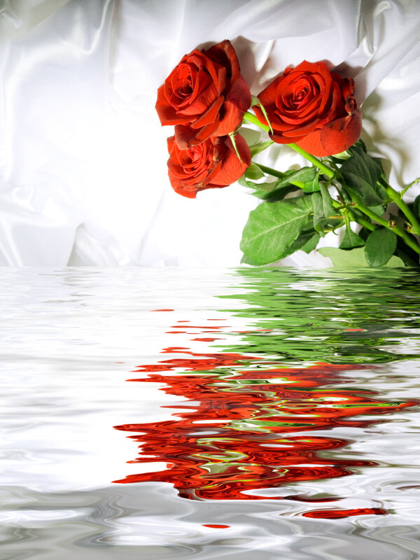 水边玫瑰高清