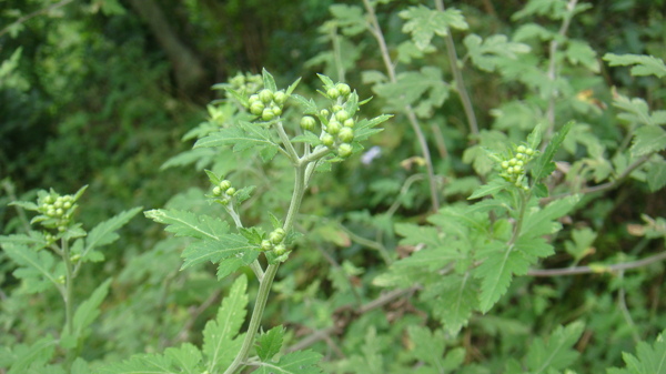 大别山区野菊米图片