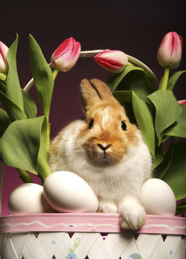 在花盆里的兔子图片
