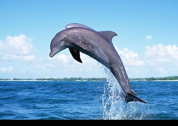 跳跃的海豚图片