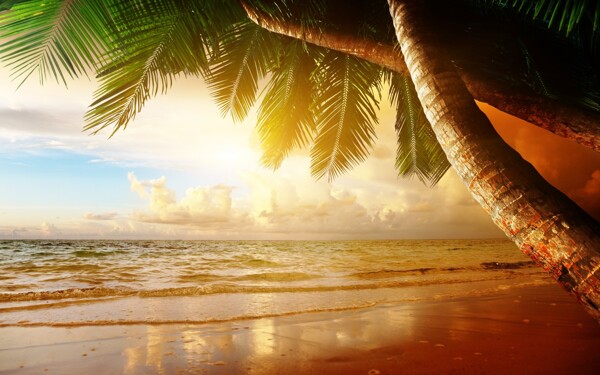 清新海洋沙滩椰子树背景
