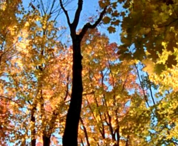 秋天树林视频
