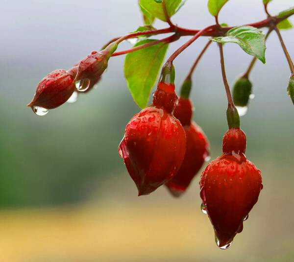 雨中花朵水滴掉落