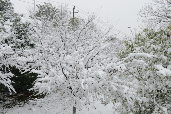 大雪纷飞图片