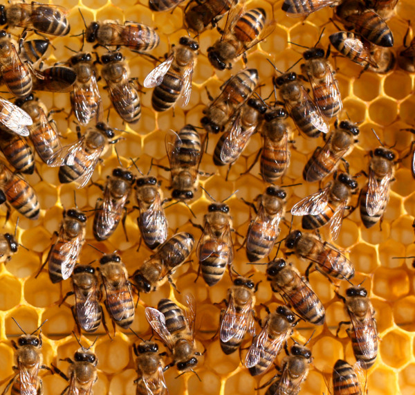 蜂窝上的蜜蜂摄影图片