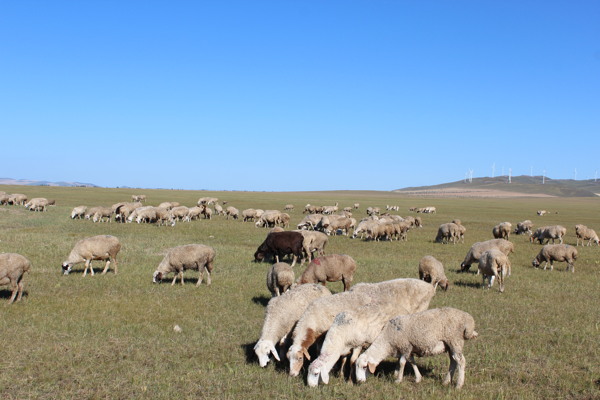 草原上吃草的山羊图片