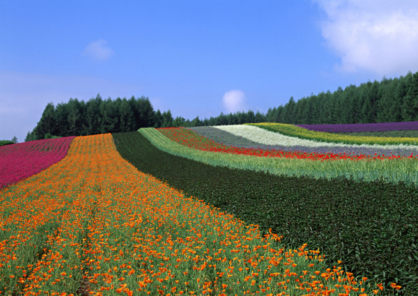 风景