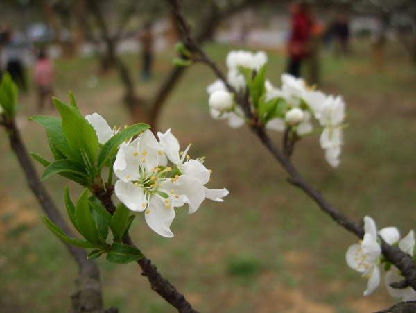 李子花图片