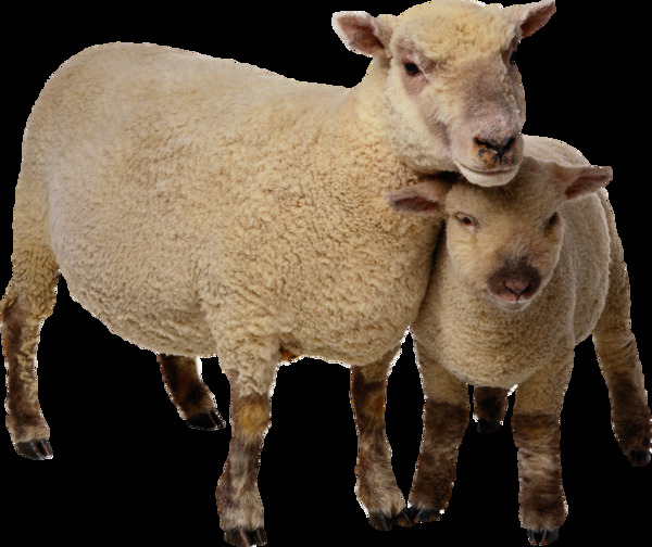 绵羊母子图片免抠png透明图层素材
