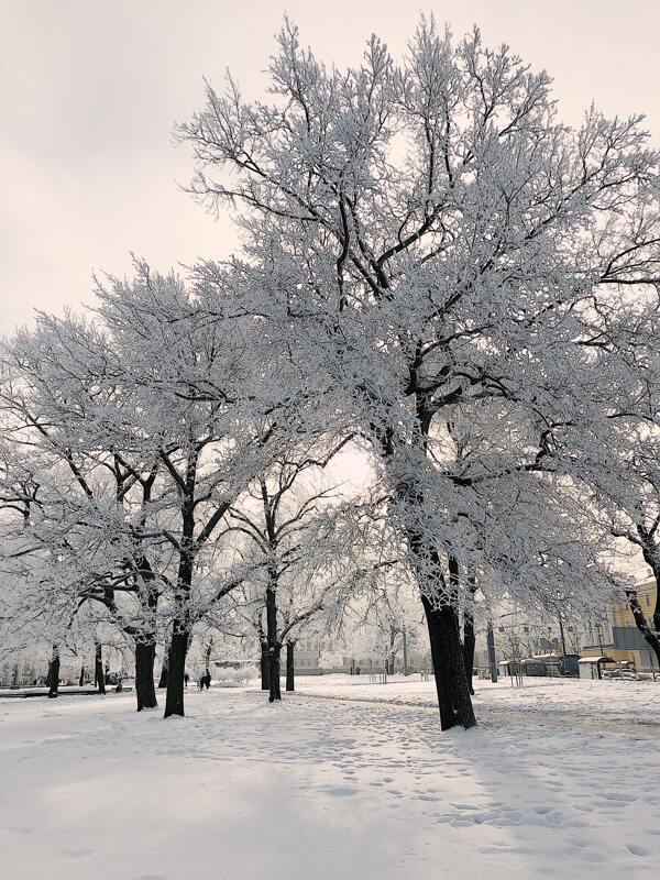 雪季树木冬天文艺背景素材