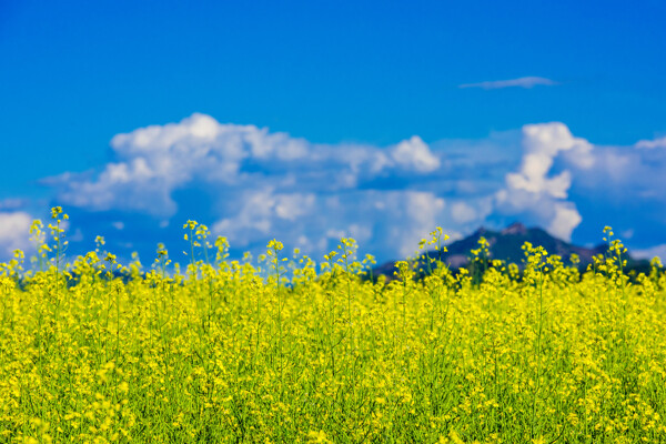 吉林集安油菜花风景