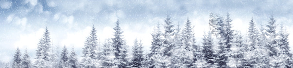 冬天美丽树林雪景图片