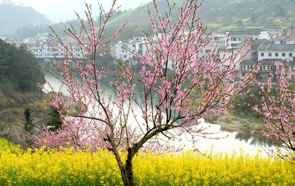 桃花村图片