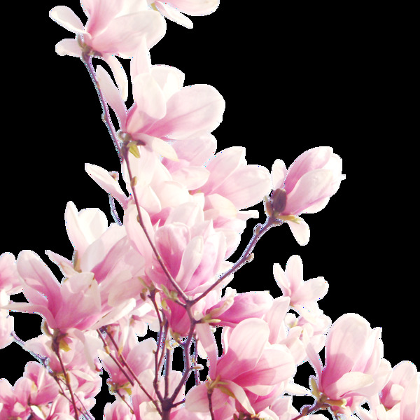 彩绘粉色花枝图案元素