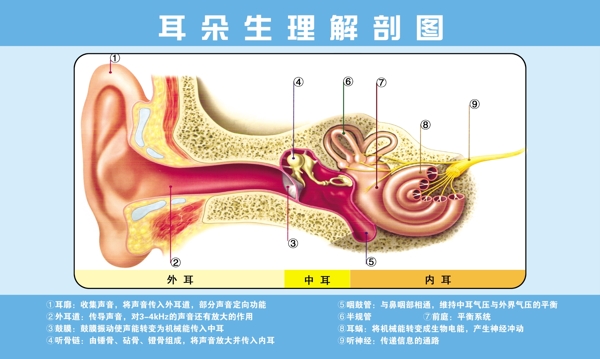 耳朵生理解剖图