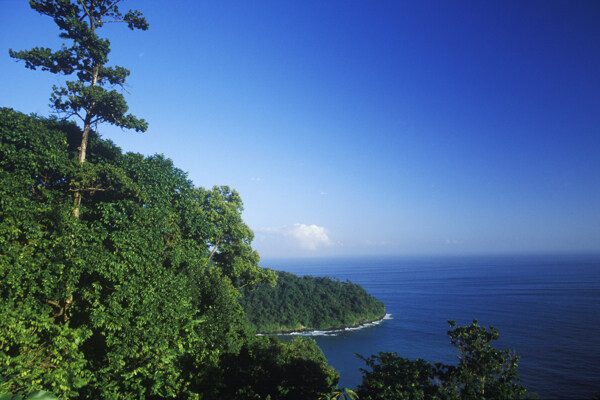 海岸绿树蓝天特写图片图片